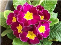 jaglac - lat. primula vulgaris 